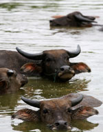ขอขอบคุณภาพประกอบจาก : oknation.net